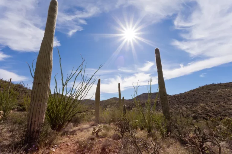 Harsh Arizona Summer and Your Air Conditioning Unit.